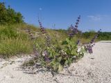 Salvia verticillata