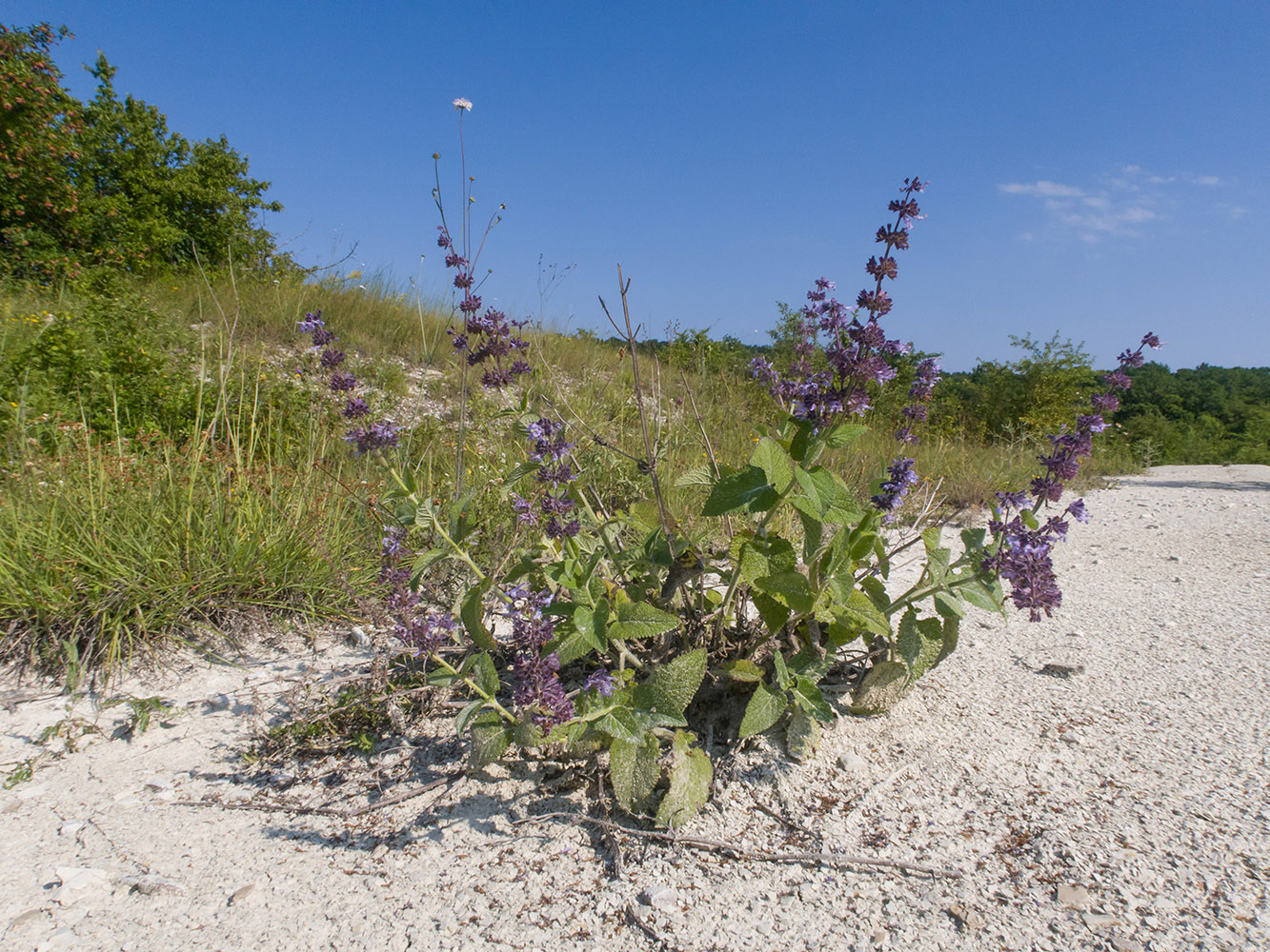 Изображение особи Salvia verticillata.