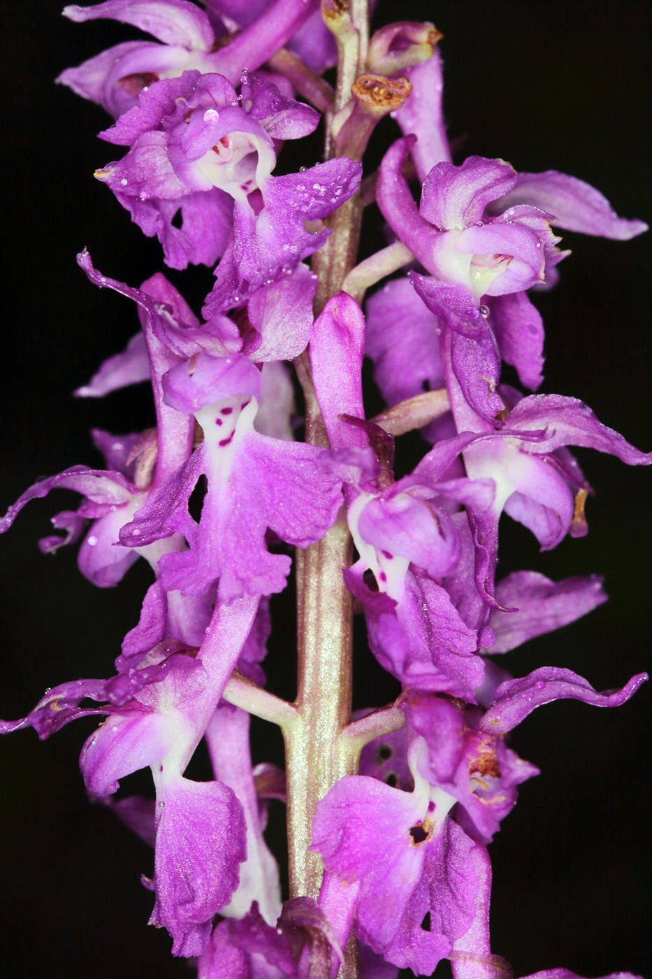 Image of Orchis mascula specimen.