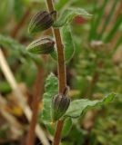 Nonea flavescens