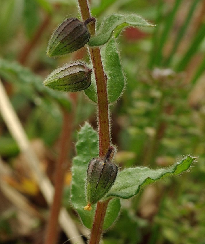 Изображение особи Nonea flavescens.