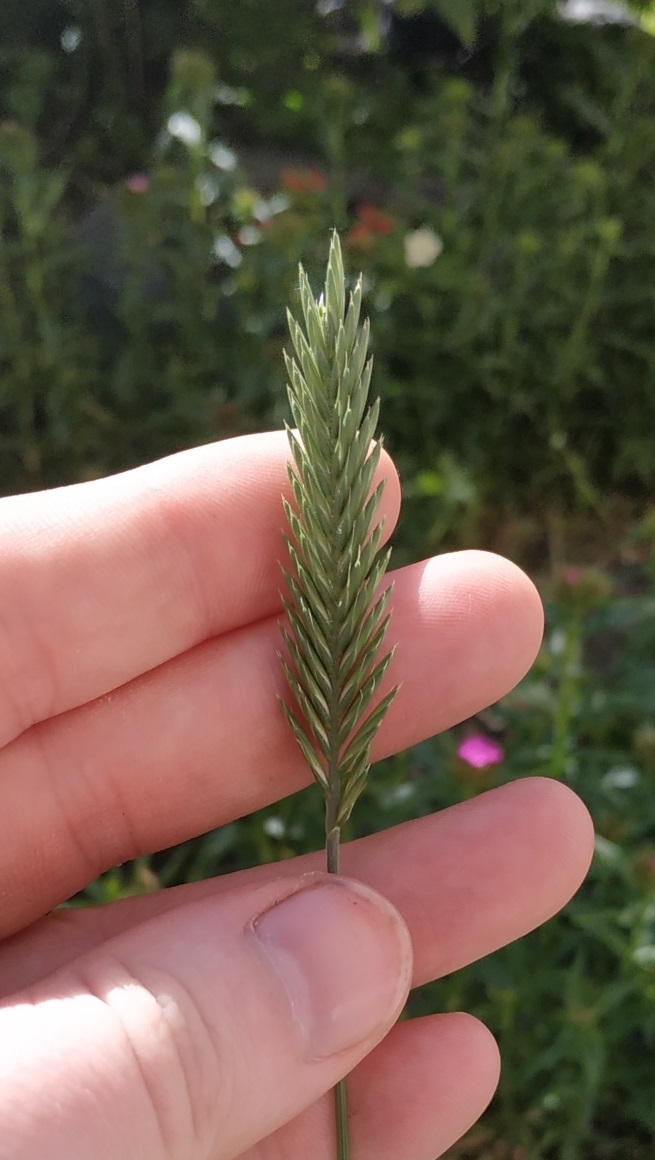 Изображение особи Agropyron pectinatum.