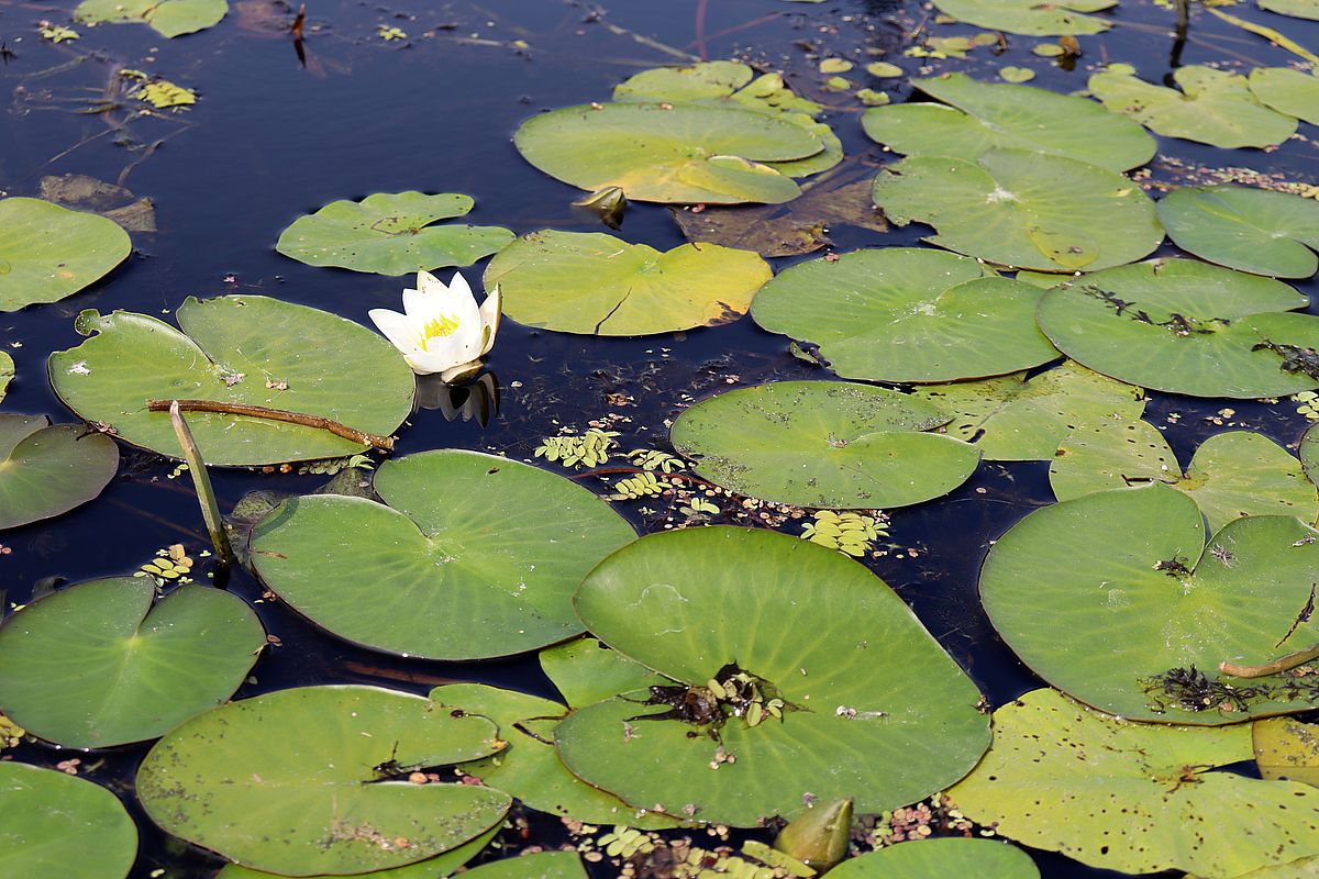 Image of Nymphaea candida specimen.