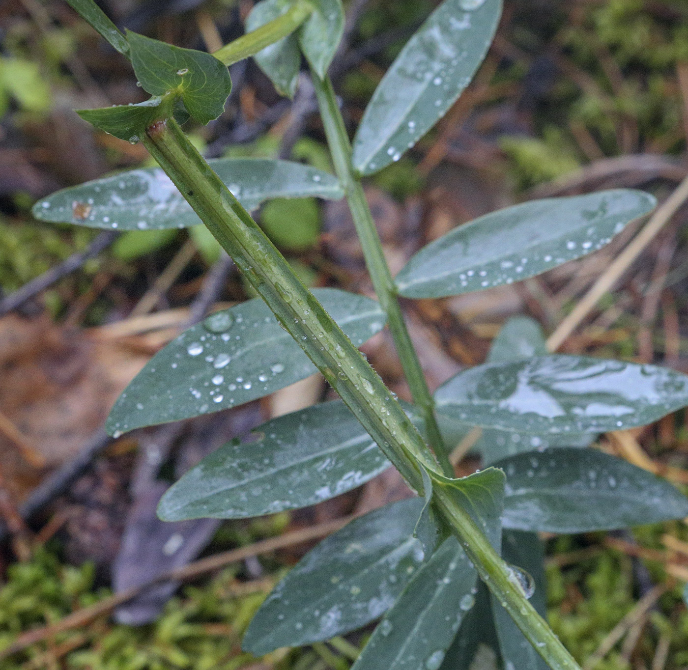 Image of Lathyrus palustris specimen.