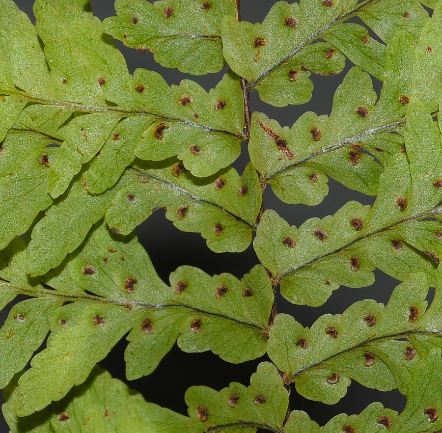 Image of Nephrolepis exaltata specimen.