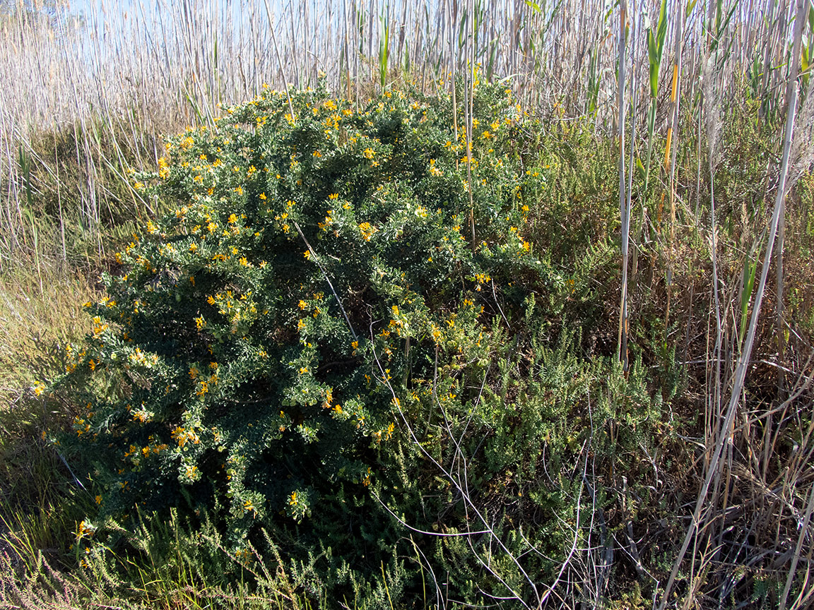 Изображение особи Medicago arborea.