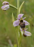 Ophrys scolopax. Цветок. Испания, Каталония, пров. Жирона, комарка Баш Эмпорда, муниципалитет Тороэлья-де-Монгри, долина Санта-Катерина, разнотравье гарриги. 23.05.2021.