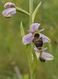 Ophrys scolopax. Цветок. Испания, автономное сообщество Каталония, провинция Жирона, комарка Баш Эмпорда, муниципалитет Тороэлья-де-Монгри, долина Санта-Катерина, разнотравье гарриги. 23.05.2021.