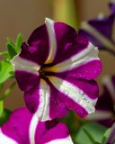 Petunia × hybrida. Цветок в каплях дождя. Израиль, г. Бат-Ям, в культуре. 12.10.2021.