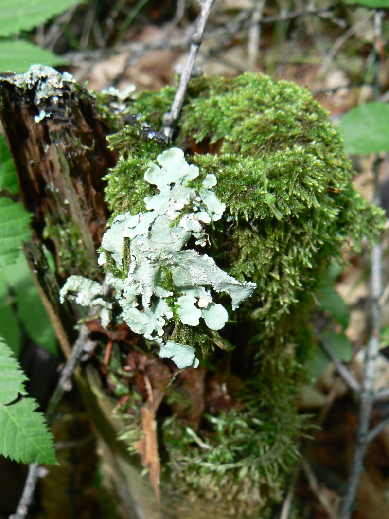 Image of Flavoparmelia caperata specimen.