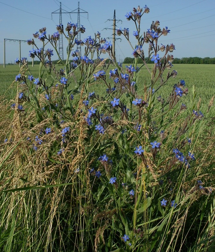 Image of Anchusa azurea specimen.