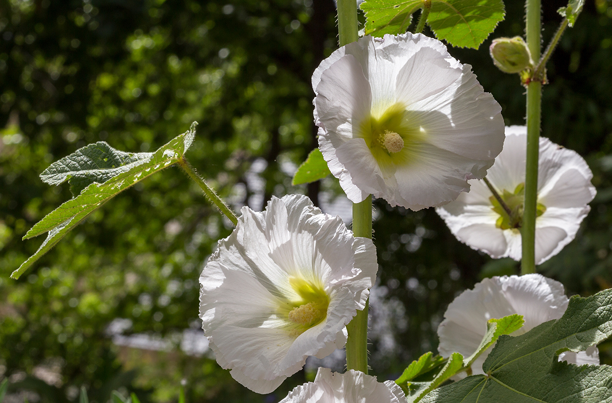 Image of Alcea rosea specimen.