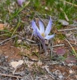 Crocus hermoneus. Отцветающее растение. Израиль, Иудейские горы, округ Гуш Эцион, ок. 10 км южнее г. Вифлеем, долина Браха, роща Pinus halepensis. 16.12.2021.