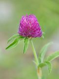 Trifolium alpestre