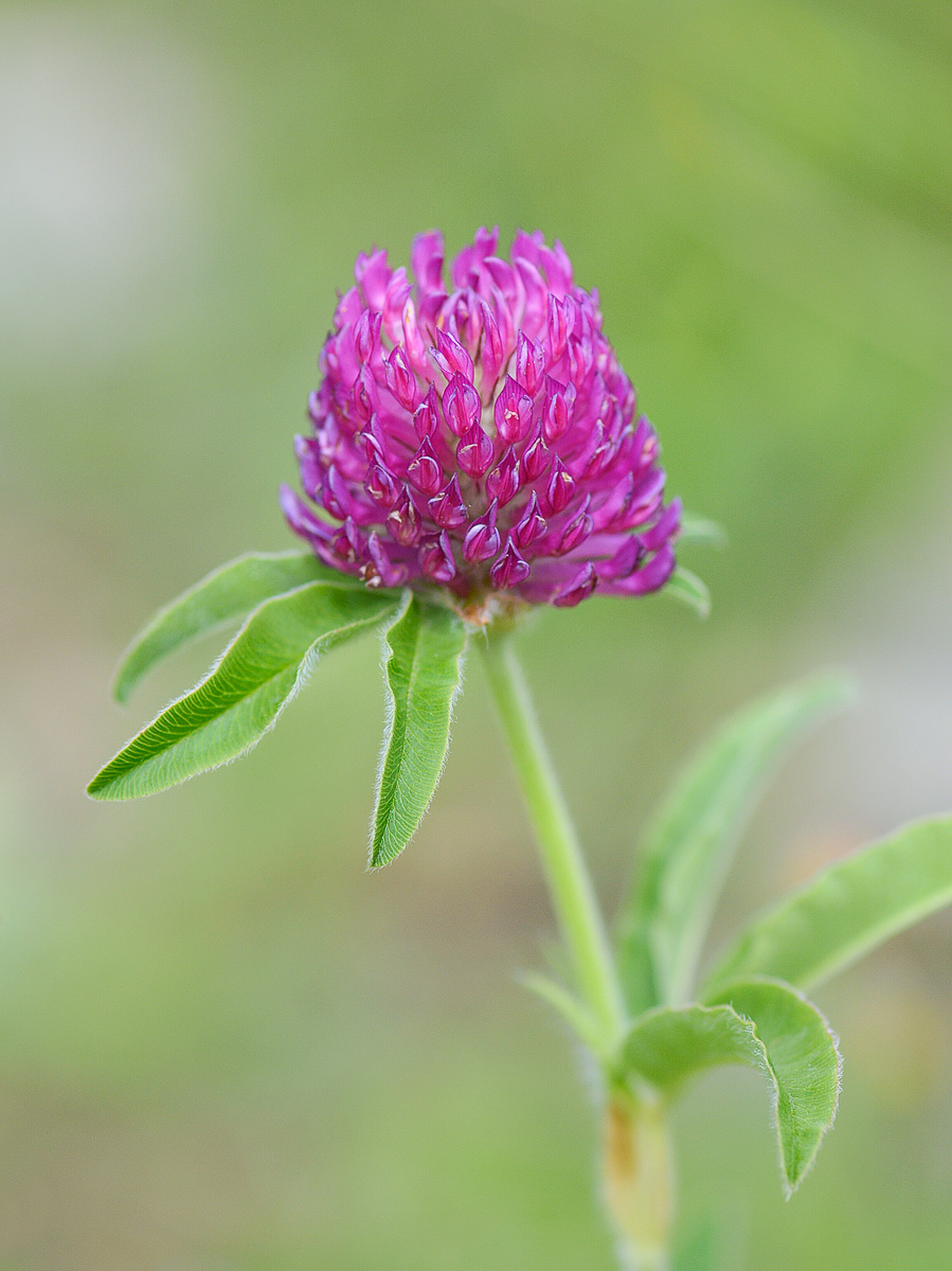 Image of Trifolium alpestre specimen.