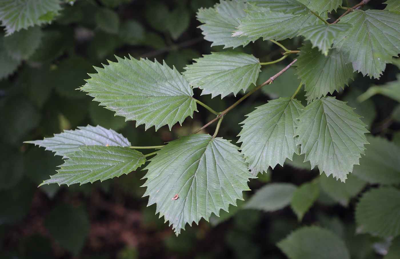 Изображение особи Viburnum dentatum.