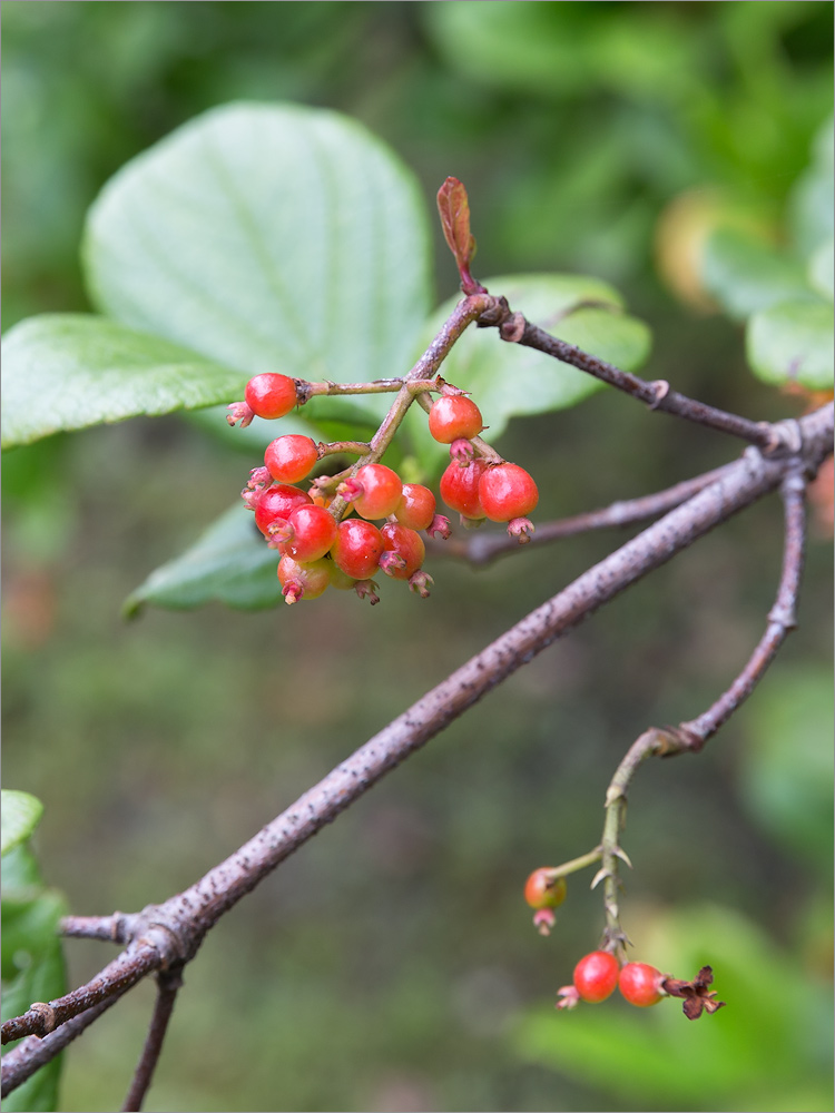 Изображение особи Viburnum suspensum.