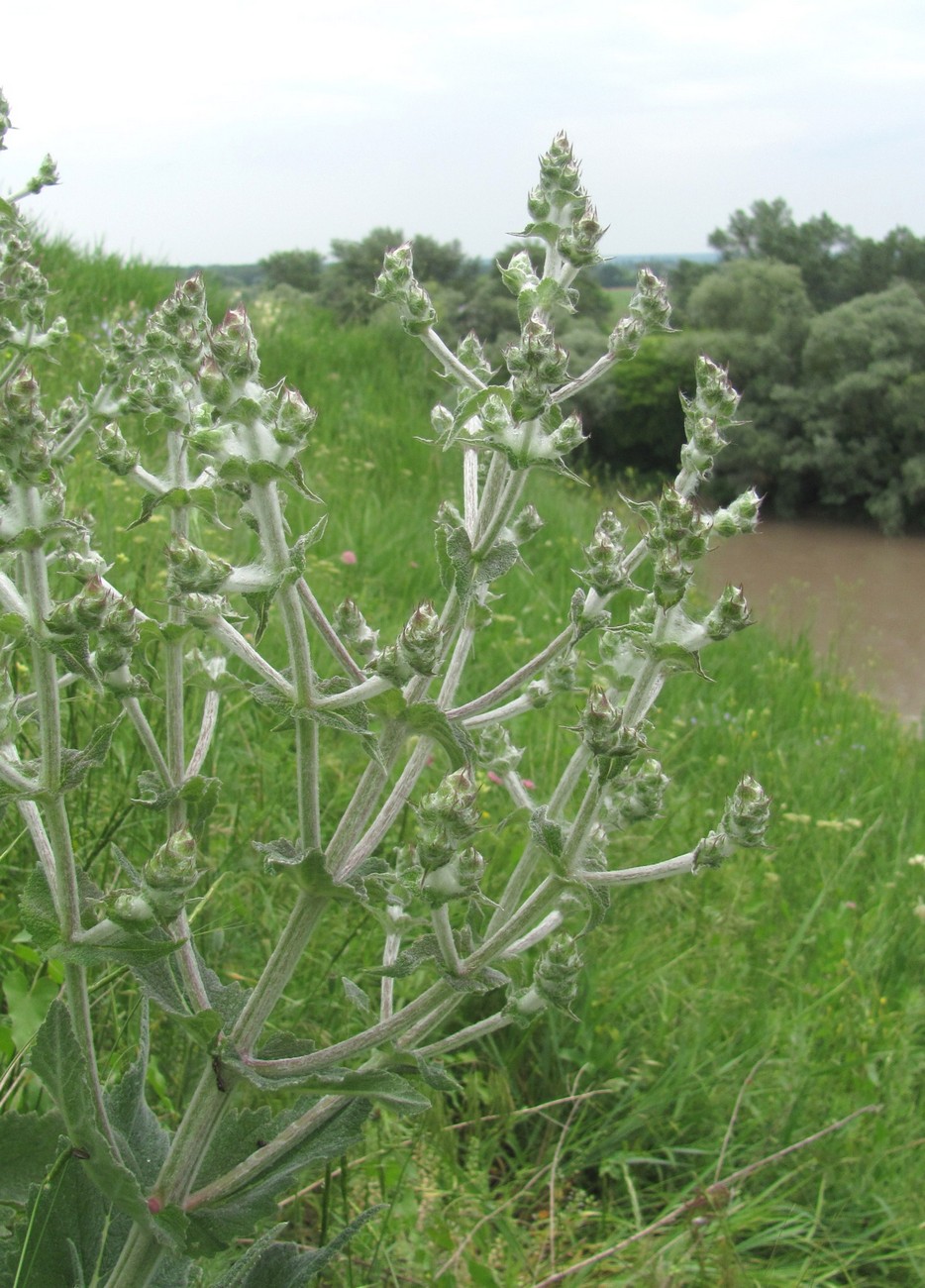 Image of Salvia aethiopis specimen.