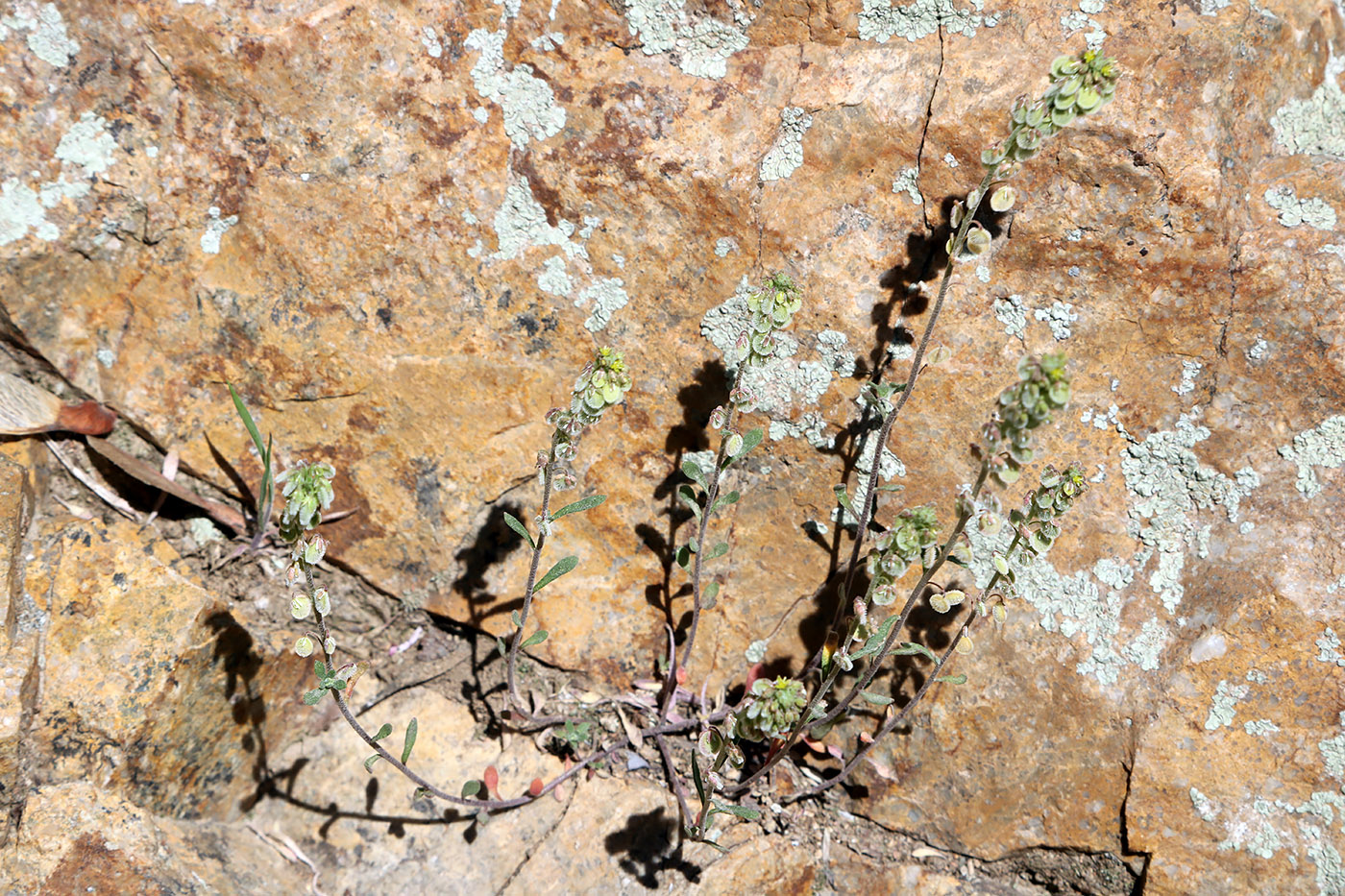 Image of Clypeola jonthlaspi specimen.