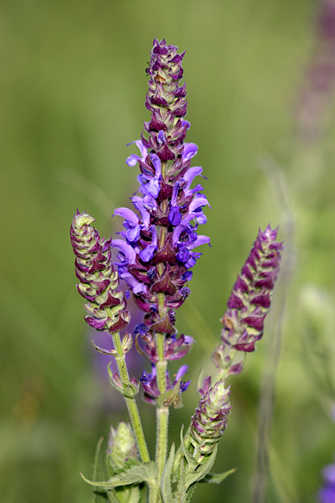 Изображение особи Salvia deserta.