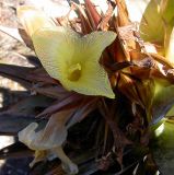 genus Costus. Цветки. Венесуэла, национальный парк \"Канайма\", тепуи Рорайма. 03.02.2007.