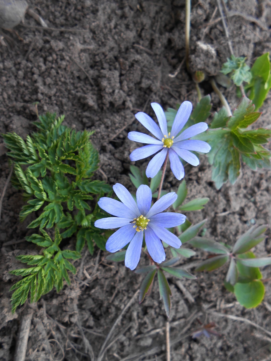 Image of Anemone caucasica specimen.