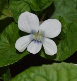 Viola sororia