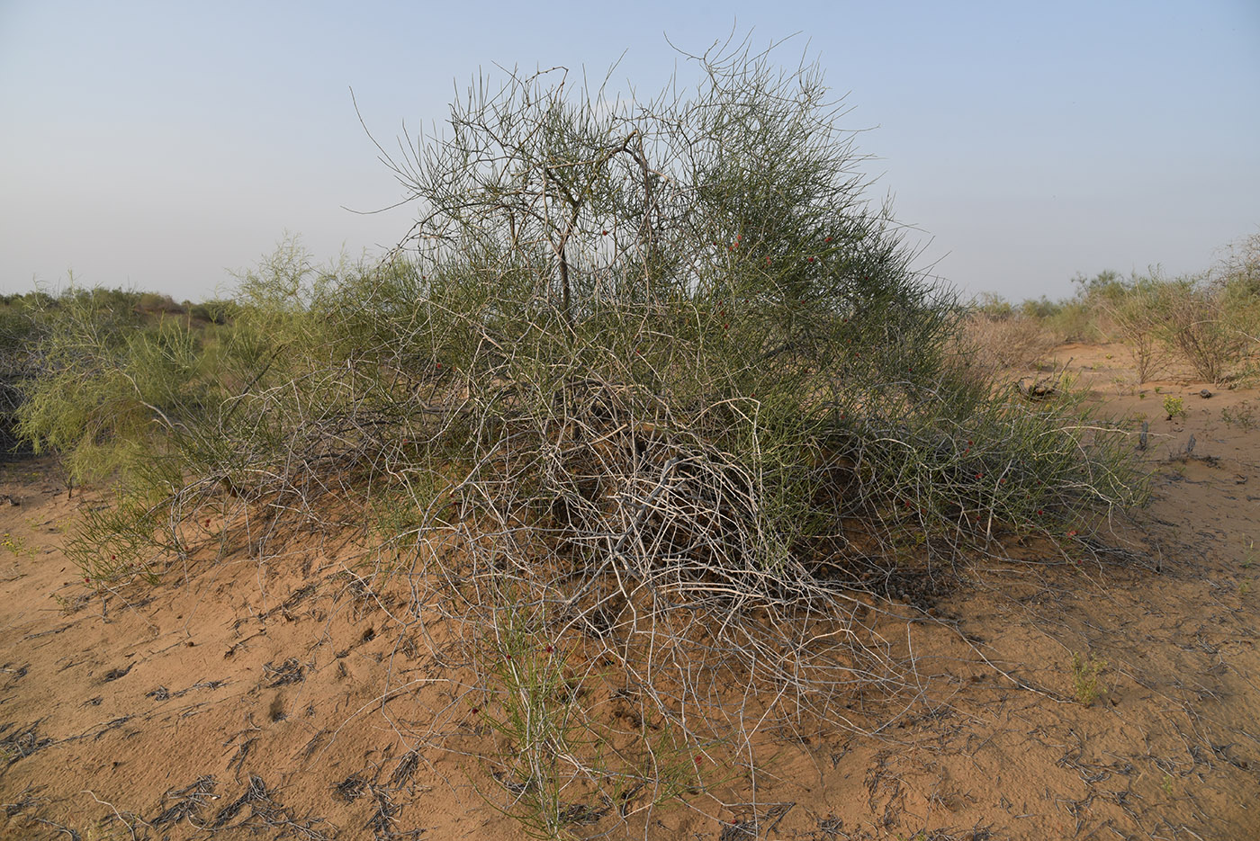 Image of genus Calligonum specimen.