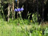 Centaurea cyanus