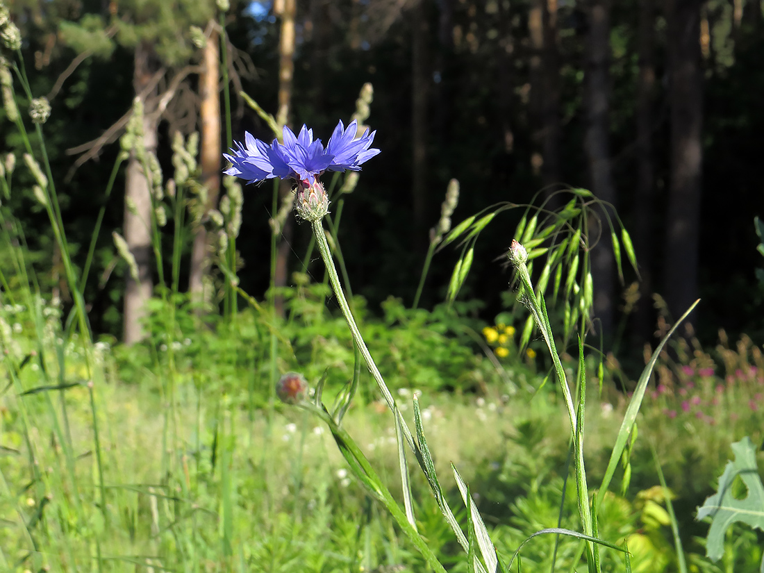 Изображение особи Centaurea cyanus.