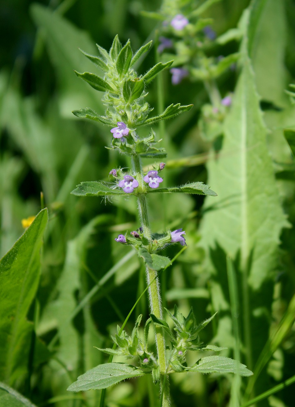 Изображение особи Ziziphora acinos.