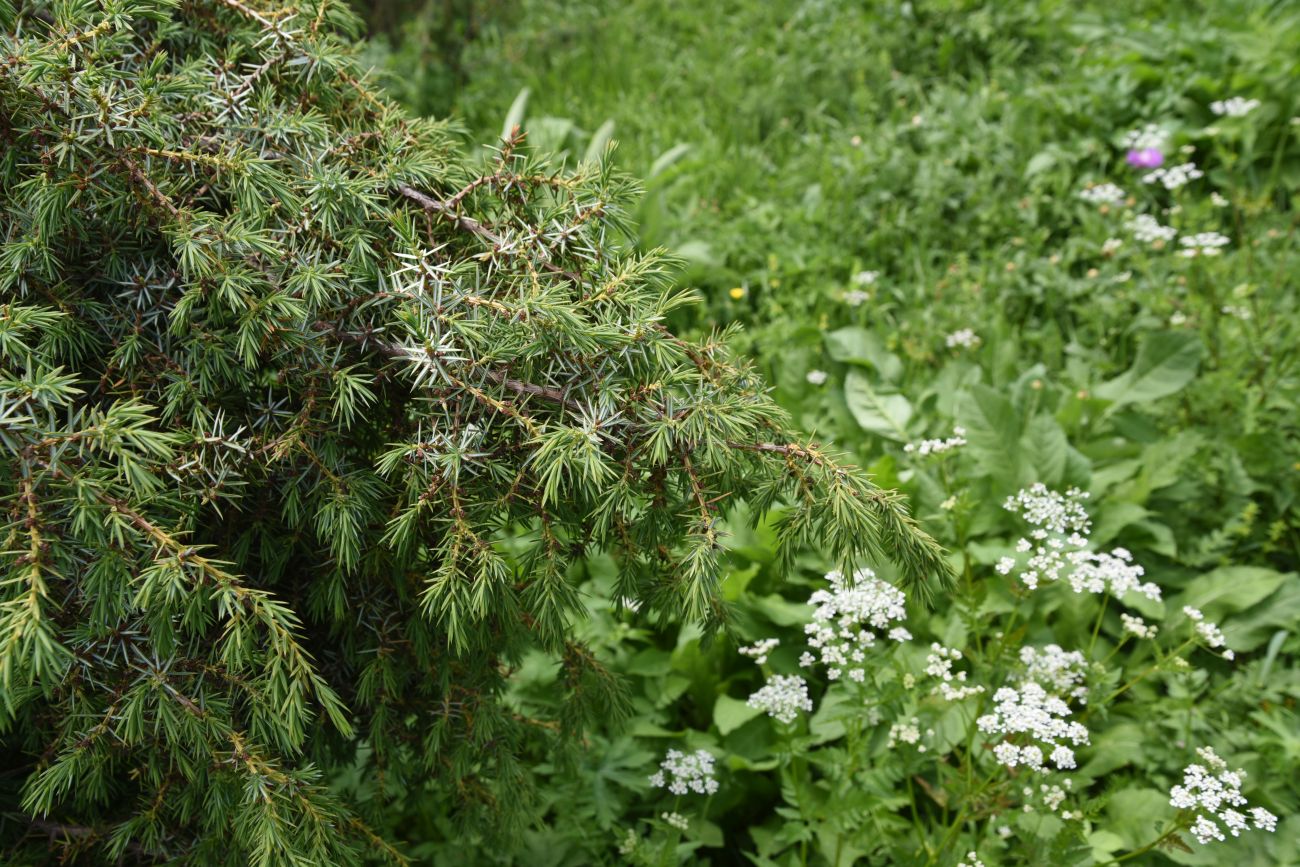 Image of Juniperus oblonga specimen.