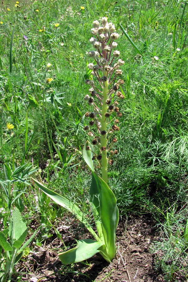 Image of genus Bellevalia specimen.