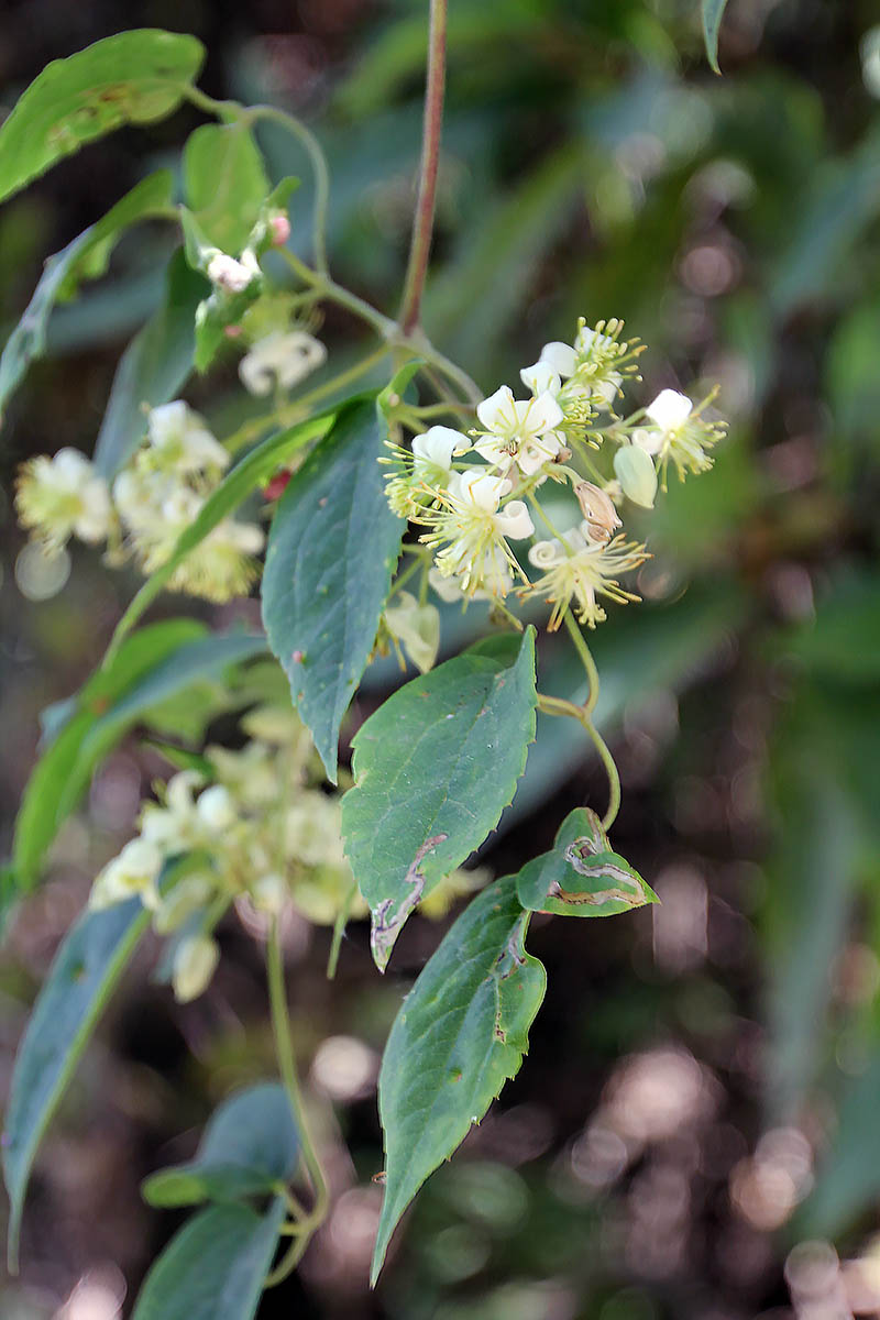 Изображение особи род Clematis.