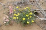 Senecio subdentatus