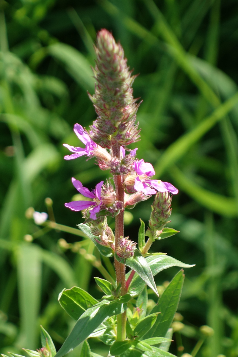 Изображение особи Lythrum salicaria.