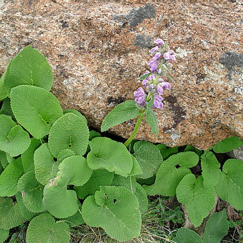 Image of Phlomoides oreophila specimen.