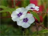 Phlox drummondii