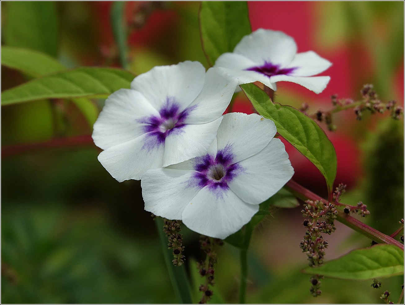 Изображение особи Phlox drummondii.