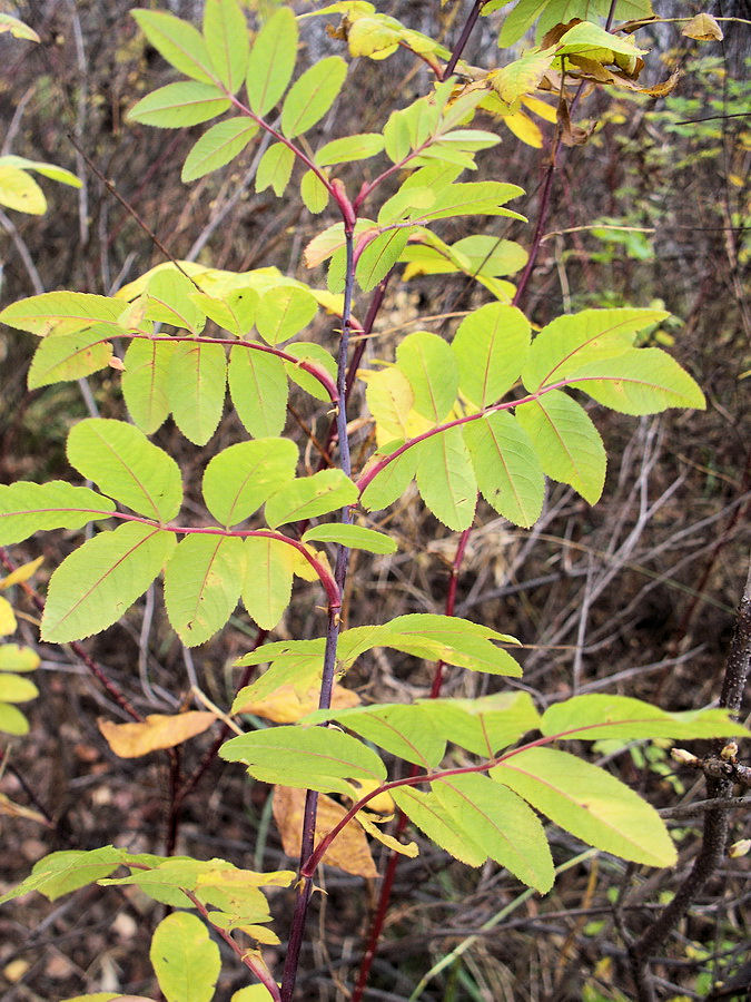 Image of Rosa davurica specimen.