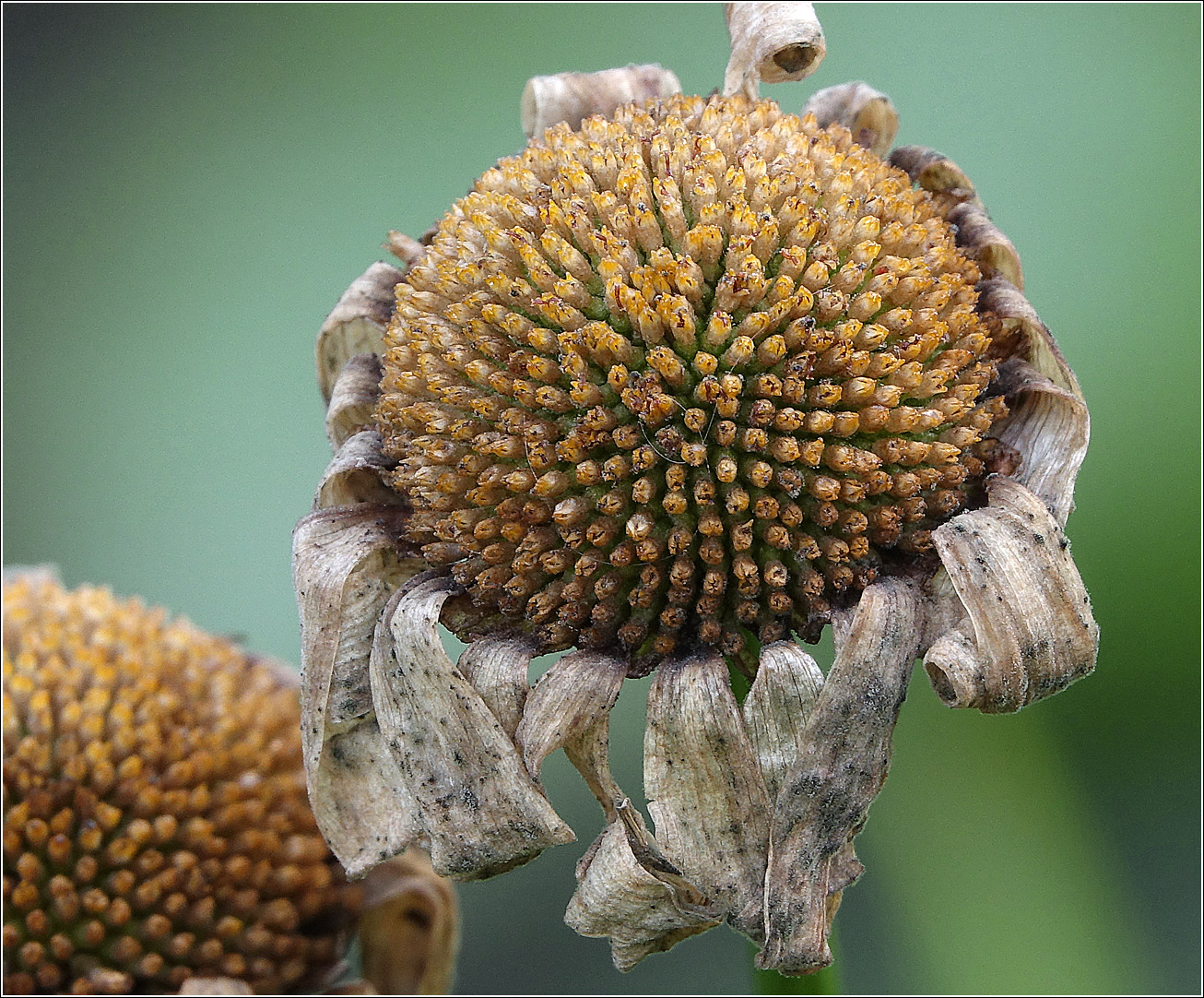 Image of Leucanthemum ircutianum specimen.