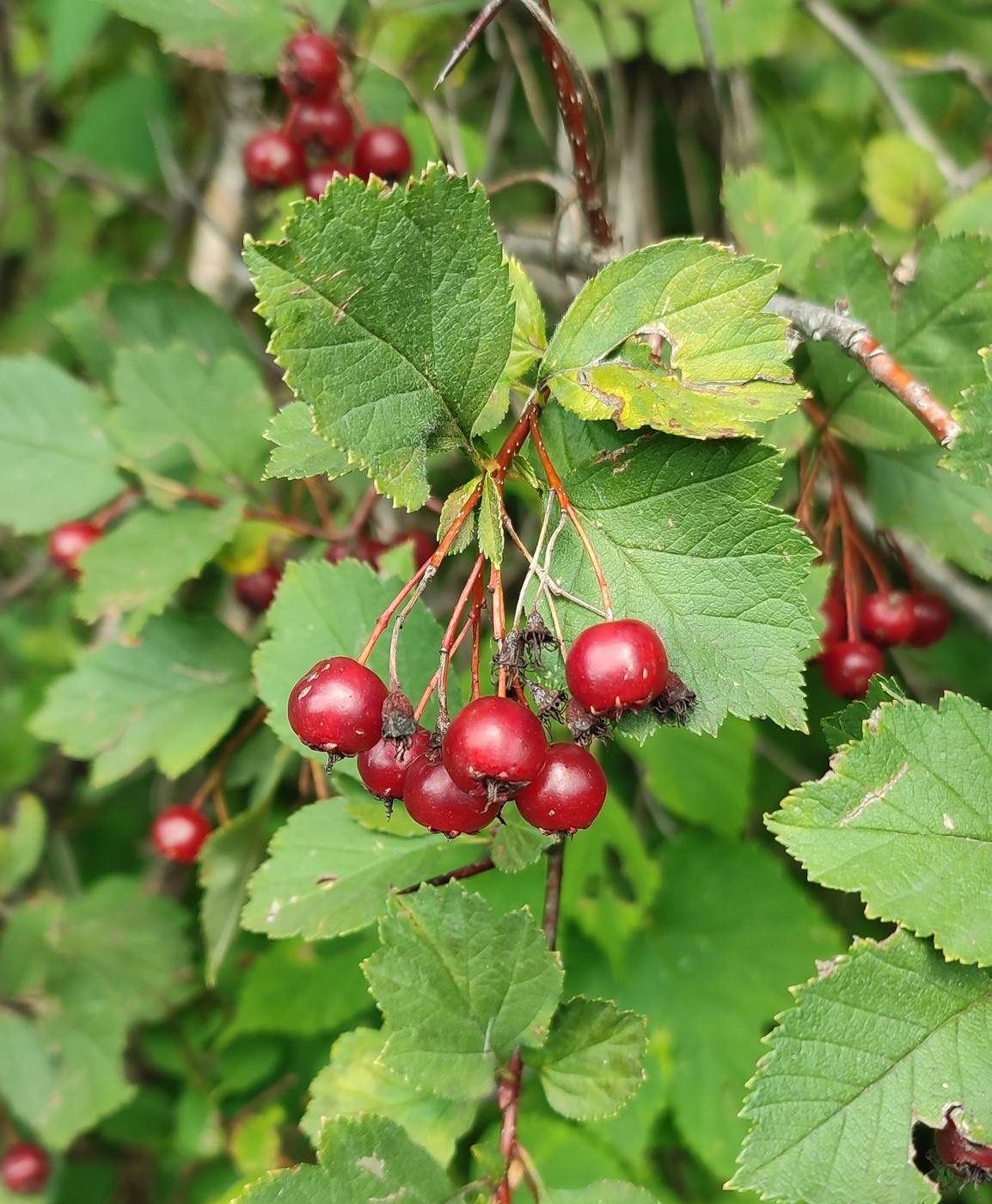 Image of Crataegus chlorocarpa specimen.