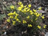 Limonium chrysocomum