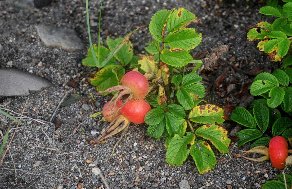 Image of Rosa rugosa specimen.