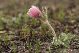 Pulsatilla chinensis