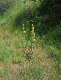 Phlomoides labiosiformis