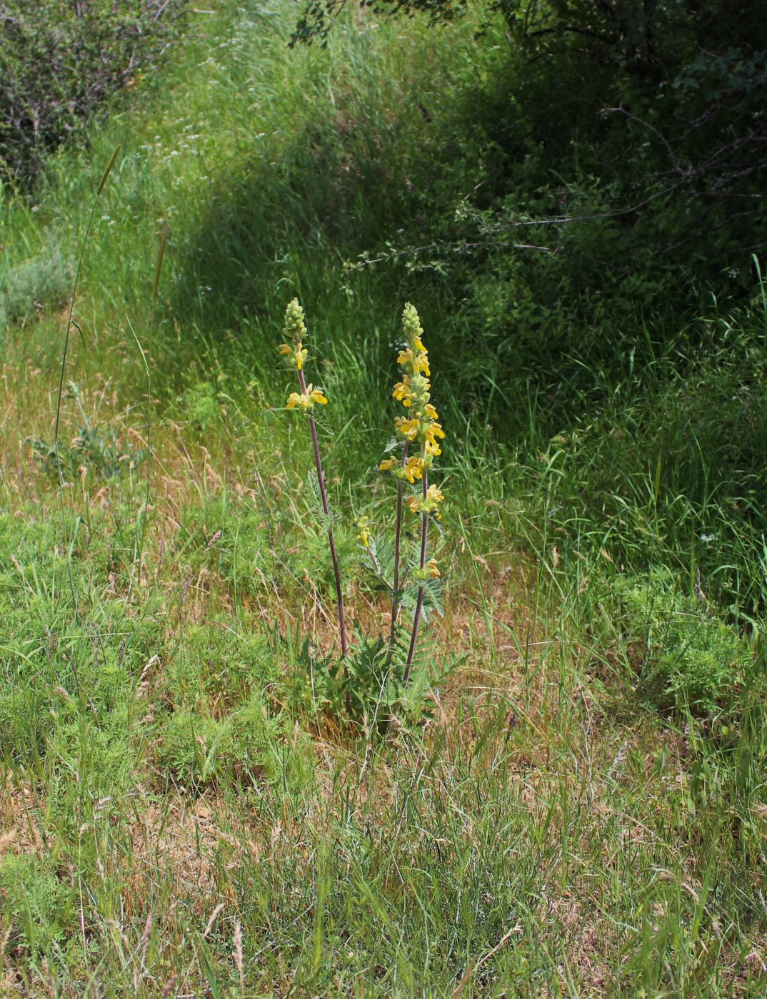 Image of Phlomoides labiosiformis specimen.