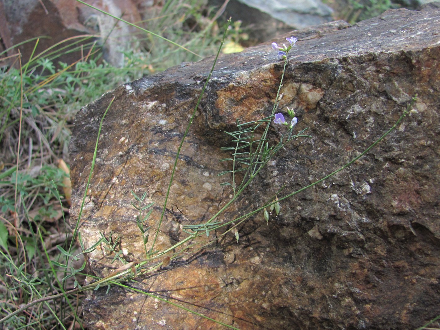 Изображение особи Astragalus austriacus.