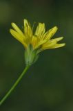 Image of taxon representative. Author is Владимир Эпиктетов