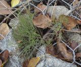 Artemisia campestris